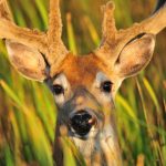 deer-hiding-in-grass