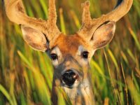 deer-hiding-in-grass