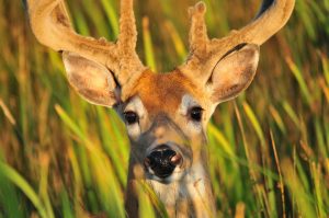 Hitting Wildlife Auto Insurance Premiums