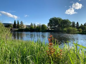 Green pond in Sherwood Park, AB