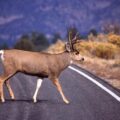 Deer crossing a rural Alberta highway
