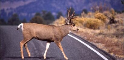 Deer crossing a rural Alberta highway